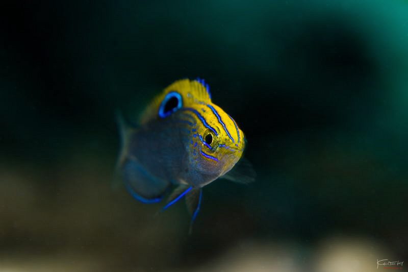 Speckled damselfish by Kelvin H.y. Tan 