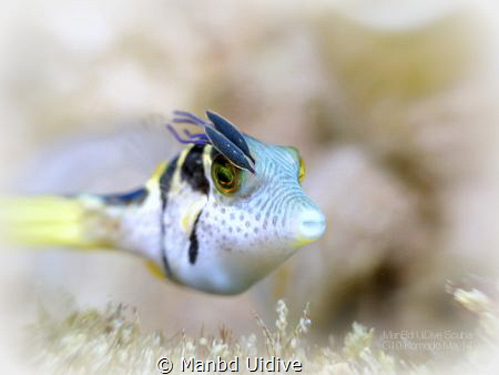 TOBY
Grand Komodo by Manbd Uidive 
