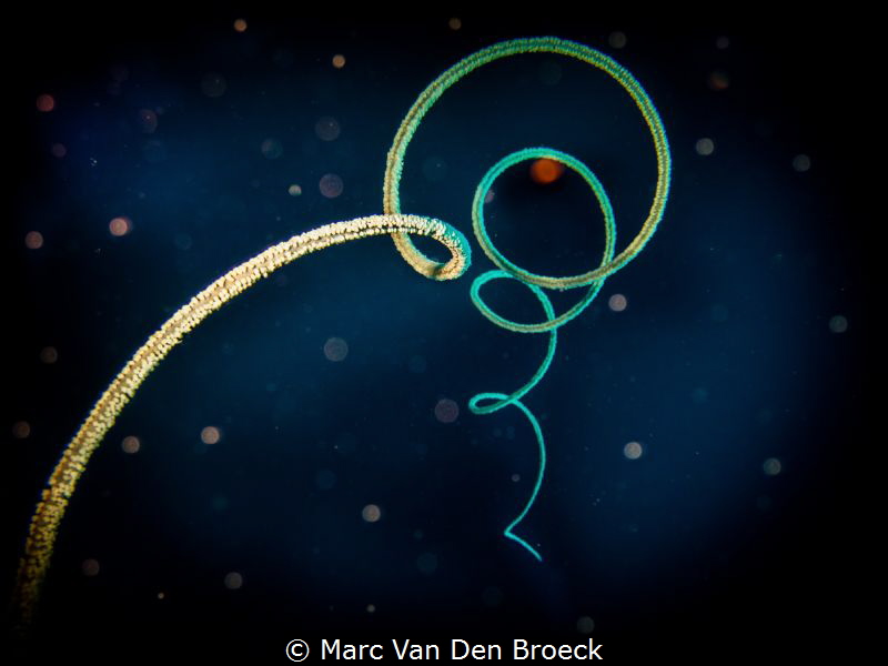 tinkeling lights by Marc Van Den Broeck 