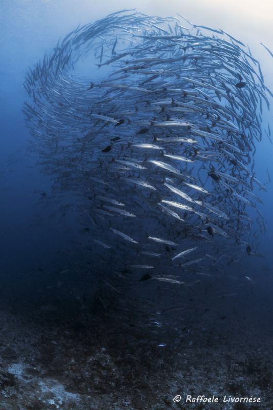 Barracuda school by Raffaele Livornese 