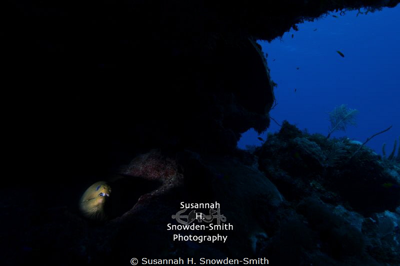 Wide Angle Snoot - Photograph #2: Second in a series of i... by Susannah H. Snowden-Smith 