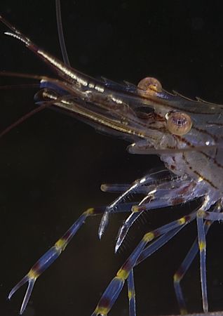 Prawn.
Aughrusmore pier.
Connemara.
D200, 60mm. by Mark Thomas 