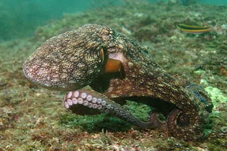 To me, there is nothing cooler than spending half a dive ... by Tyania Diffin 