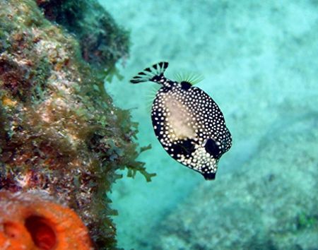 Trunkfish seen at Marathon Key, Florida June 2006. The ph... by Bonnie Conley 