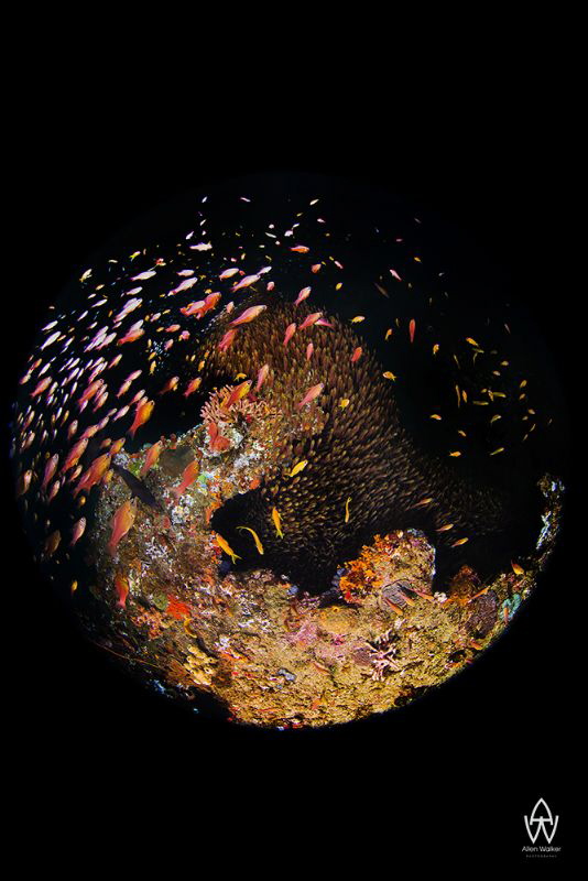 "In the Eye of the Beholder”
Always been intrigued by th... by Allen Walker 