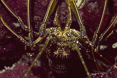 Alien Invasion. Found clinging to the roof of a cave entr... by Allan Vandeford 