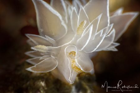 Sexy Nudi by Mario Robillard 