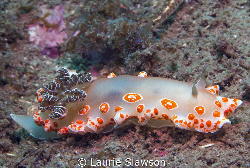 Felimida marislae photographed at Eagle Rock in San Carlo... by Laurie Slawson 