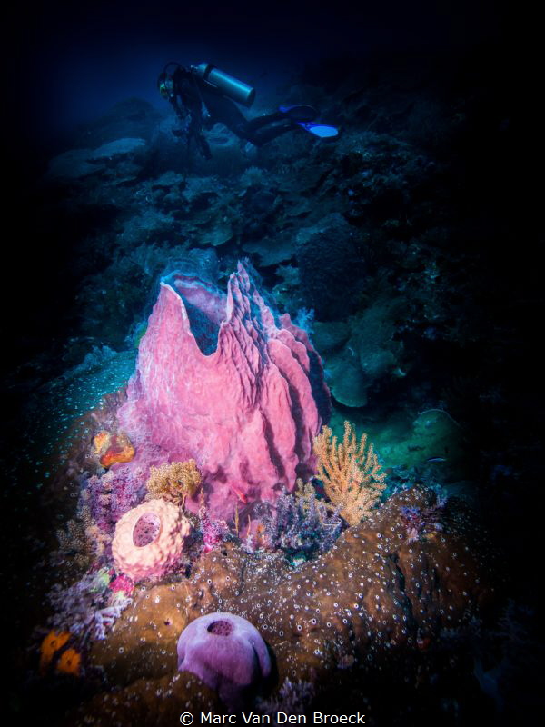 divercolors by Marc Van Den Broeck 