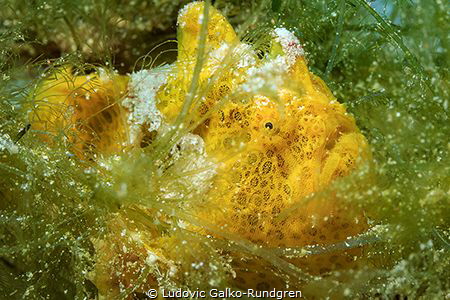 Juvenile painted Frogfish - Komodo NP by Ludovic Galko-Rundgren 