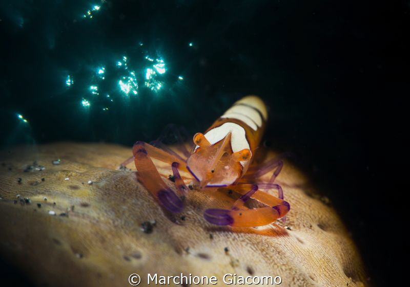 The King.
Lembeh strait . Nikon D800E ,105 macro , snoot... by Marchione Giacomo 