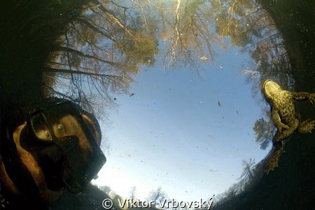 Hello, Mr. Bufo :-) by Viktor Vrbovský 