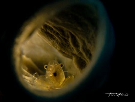 U N D E R G R O U D
Tube sponge shrimp by Ton Ghela 