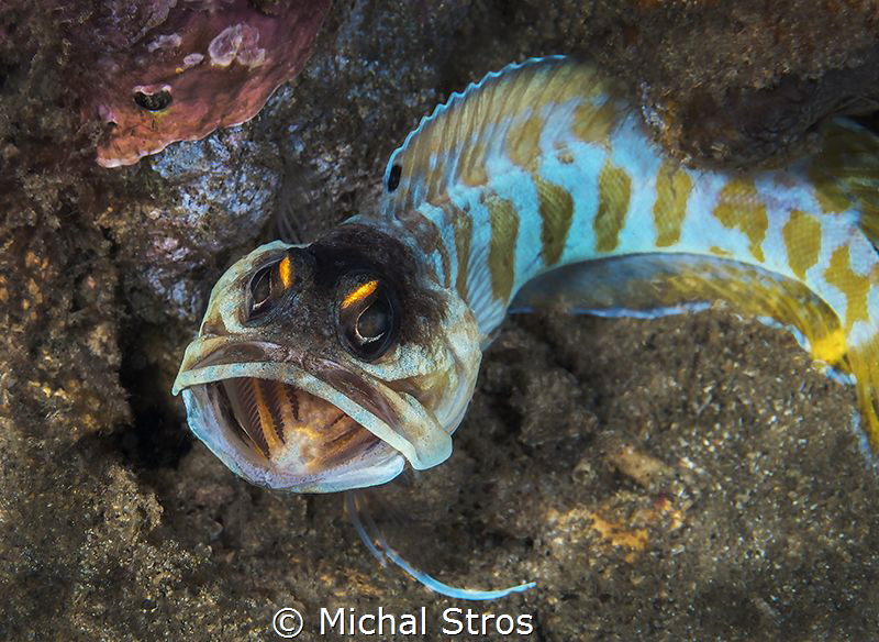 Black cap jawfish by Michal Stros 