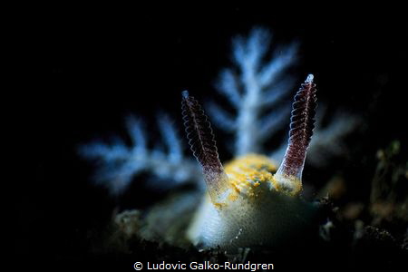 Taringa Halgerda coming from the dark by Ludovic Galko-Rundgren 