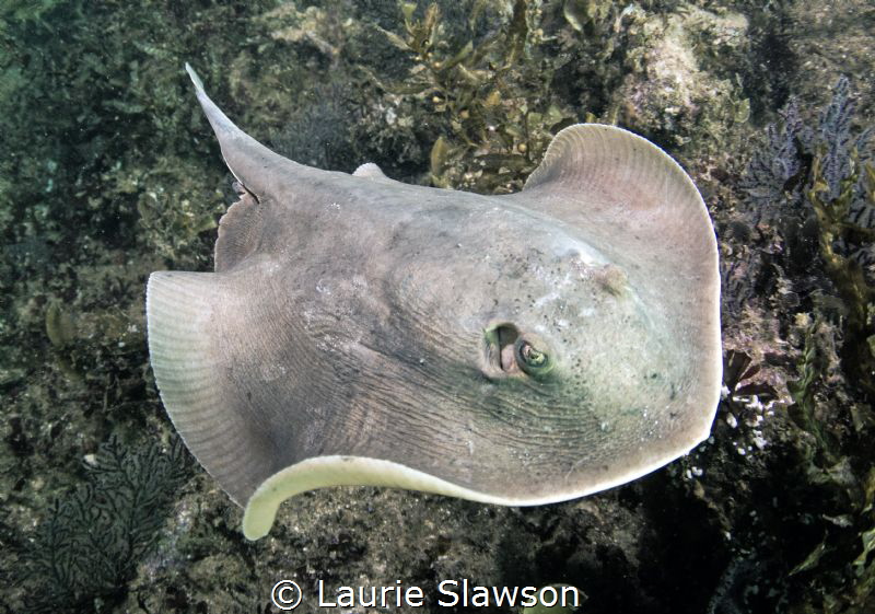 Stingray photographed at San Nicolas, San Carlos, Sonora,... by Laurie Slawson 