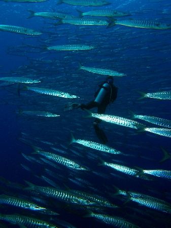Barracuda everywhere... Shark Reef, Ras Mohamed Park take... by Nikki Van Veelen 