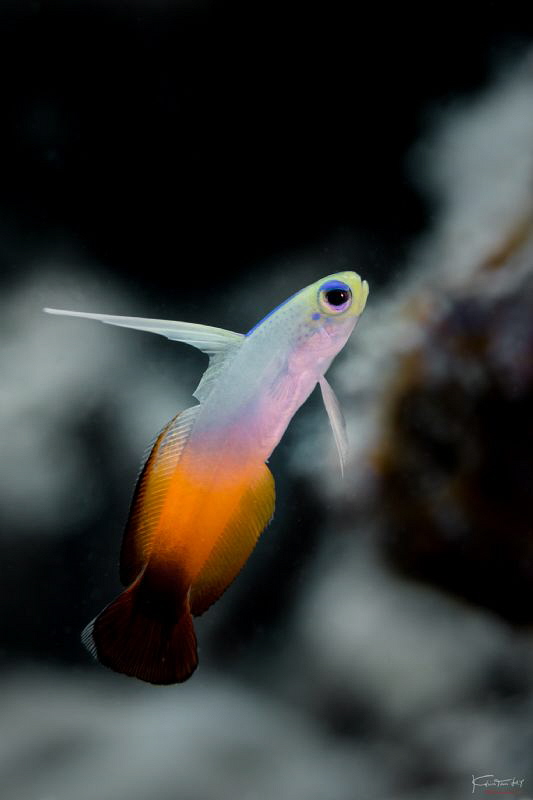 Fire dartfish by Kelvin H.y. Tan 