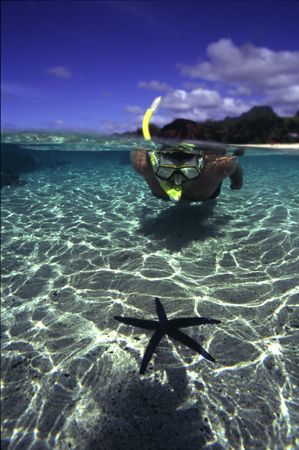 Snorkeller in the shallows of a coral lagoon inspects a L... by Richard Smith 