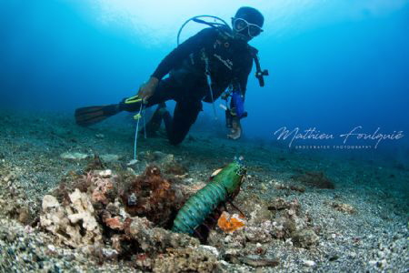 mantis shrimp (Lembeh) by Mathieu Foulquié 
