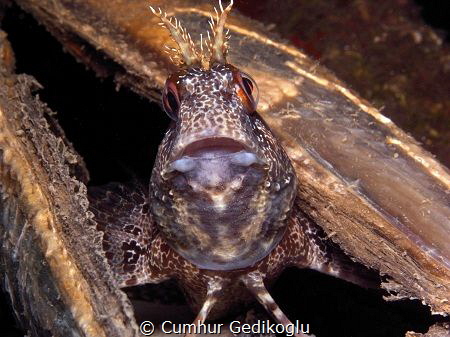 Parablennius gattorugine
One more pose by Cumhur Gedikoglu 