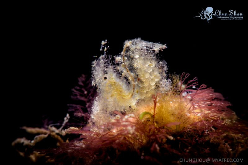 "Curly" hairy shrimp by Chun Zhou 