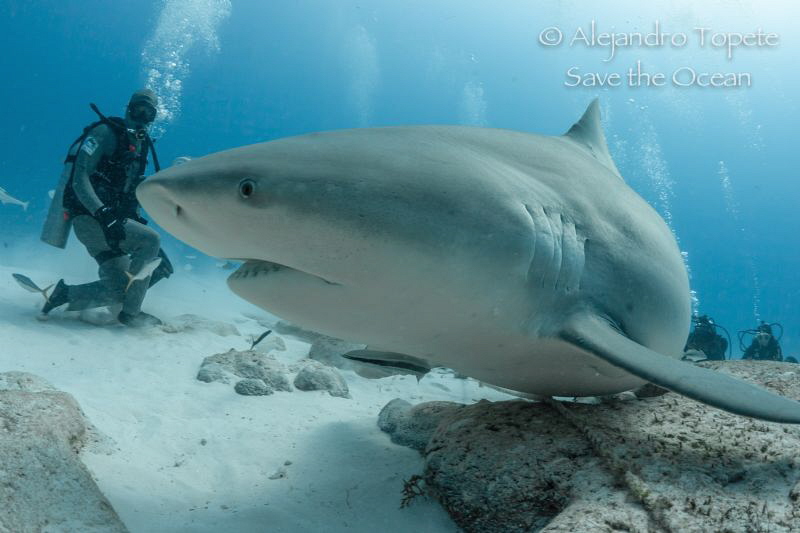 Bullshark and feeder, Playa del Carmen México by Alejandro Topete 