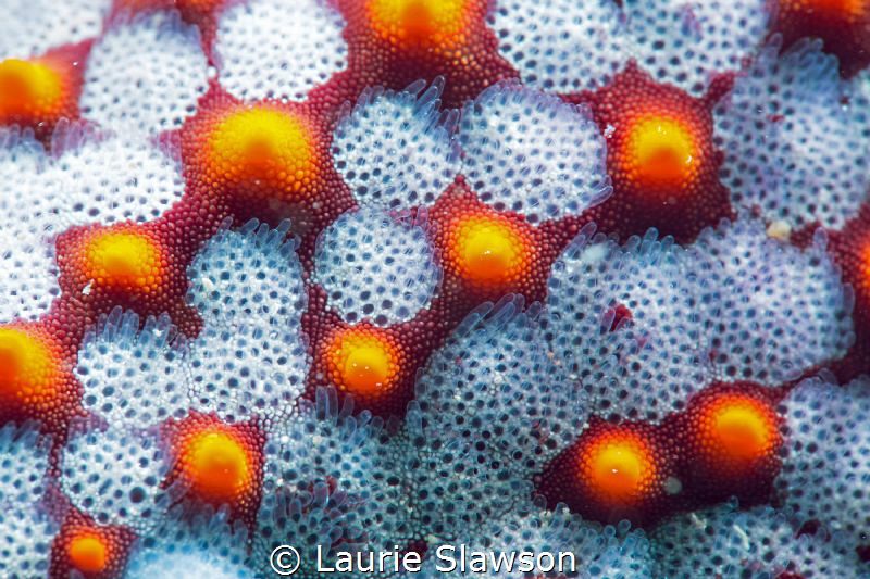 Pacific cushion sea star at San Antonio Point, San Carlos... by Laurie Slawson 
