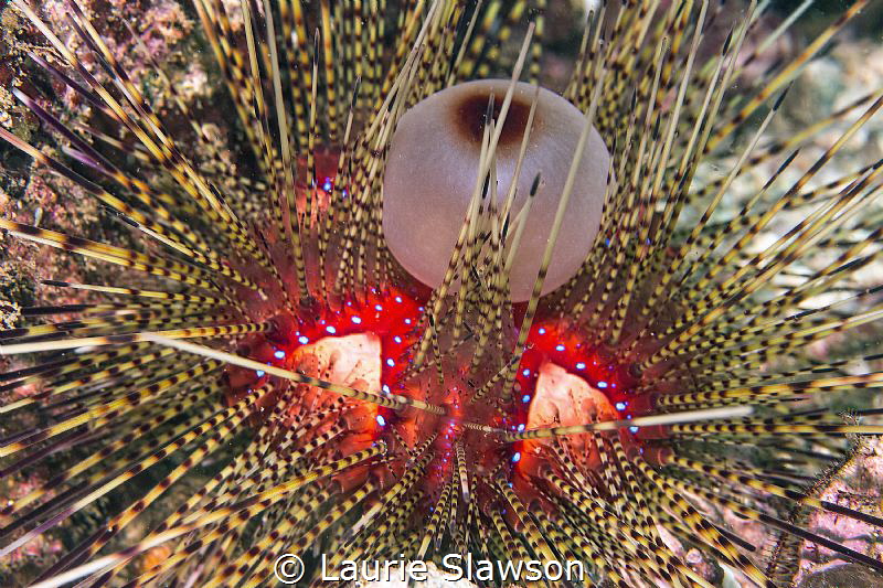 Diadema reproduction. by Laurie Slawson 