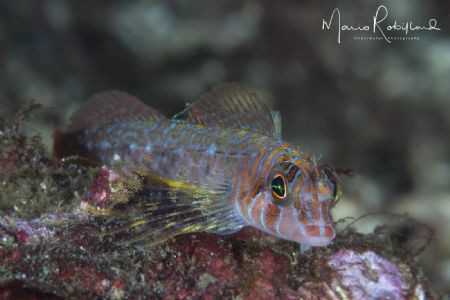 Colorful little guy by Mario Robillard 