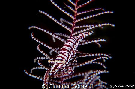 crinoid shrimp by Gianluca Sometti 