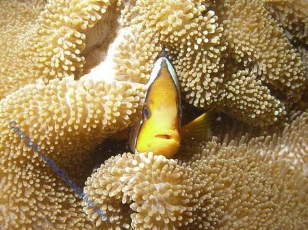 Peek-a-boo I can see you. by Brad Cox 