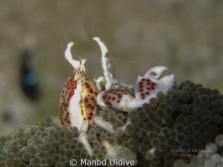 FEEDING
Spheredivers Mabul by Manbd Uidive 