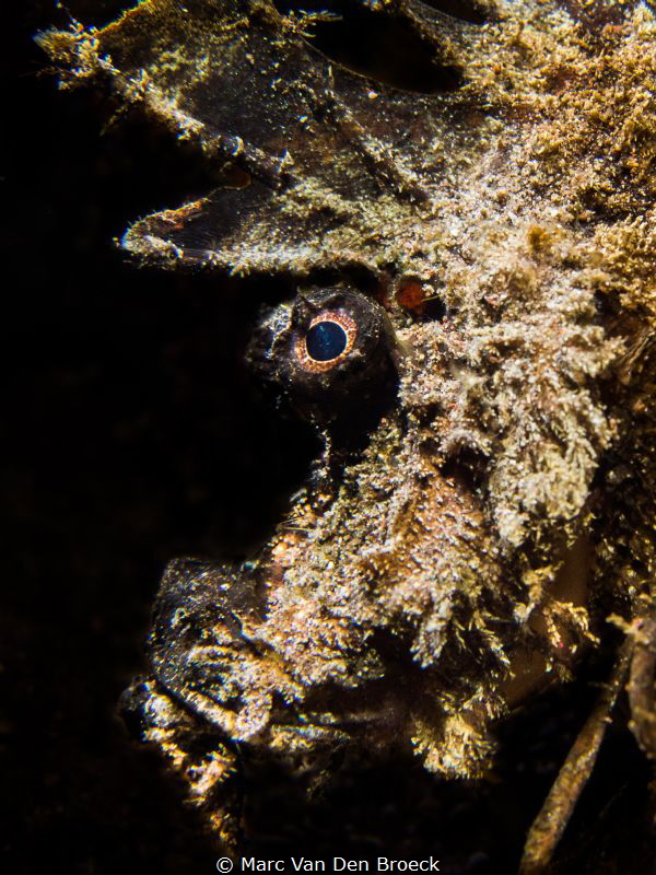 blackface by Marc Van Den Broeck 