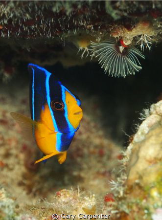 Queen angelfish - juvenile (Holacanthus ciliaris) - Pictu... by Gary Carpenter 