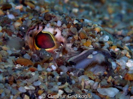 Trachinus draco
CAMOUFLAGE by Cumhur Gedikoglu 