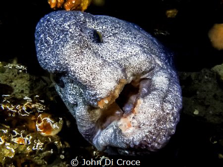 Puget Sound Wolf Eel. by John Di Croce 