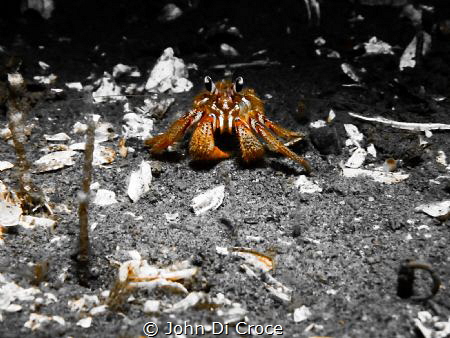 Hermit crab in Puget Sound by John Di Croce 