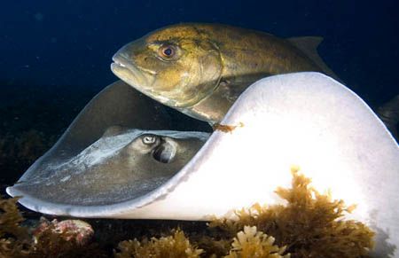 Jack (Carangoides bartholomaei) following stingray (Dasya... by João Paulo Krajewski 
