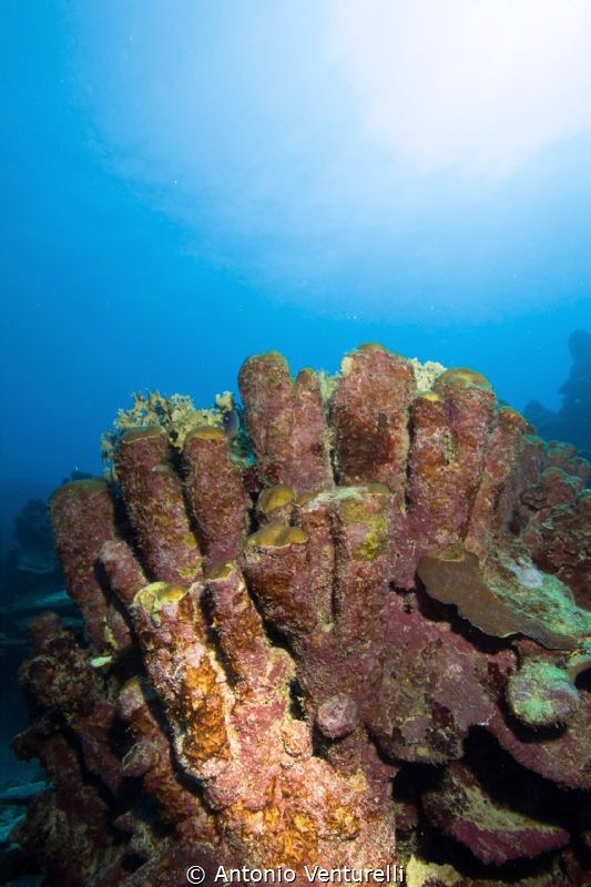 hard corals by Antonio Venturelli 