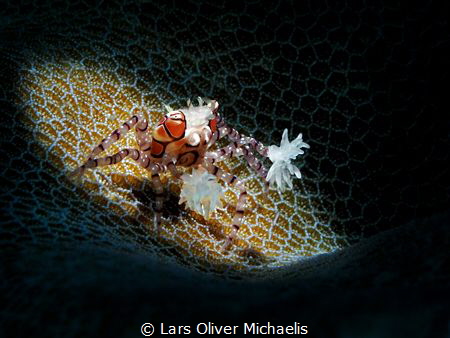 dancing in the spotlight by Lars Oliver Michaelis 