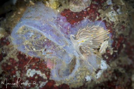 Nudi on a Tunicate by Mario Robillard 