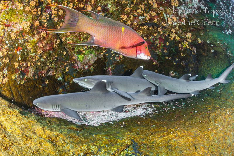 White Tip Shark and fish, Roca Partida México by Alejandro Topete 