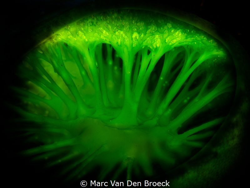 green forest by Marc Van Den Broeck 