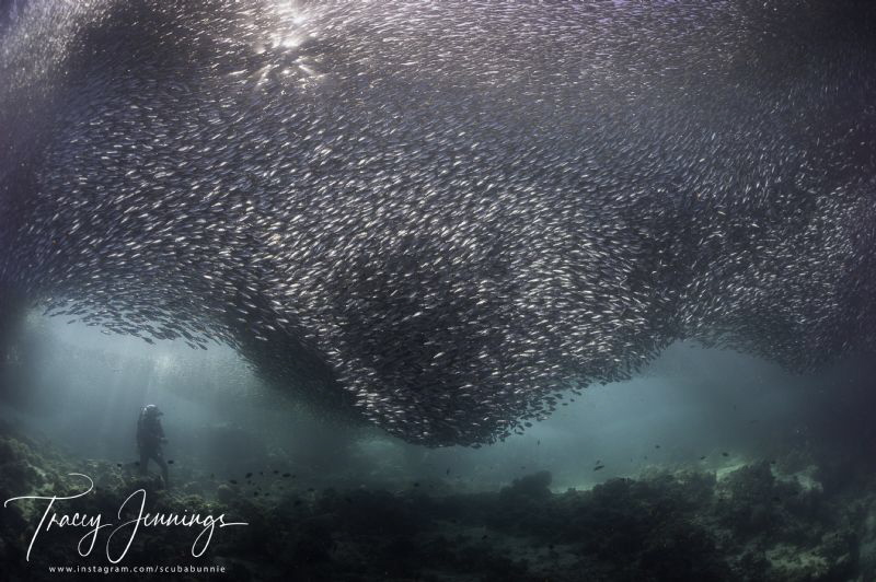 Moalboal by Tracey Jennings 