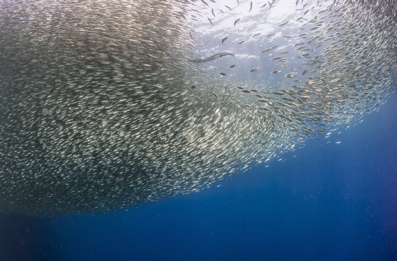 Needle fish hunting by Tracey Jennings 