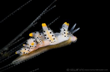 T A K E - O F F 
Nudibranch (Doto bella)
Tulamben, Indo... by Irwin Ang 