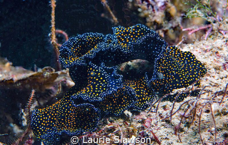 Mating polyclad flatworms.  Photographed at San Nicolas d... by Laurie Slawson 