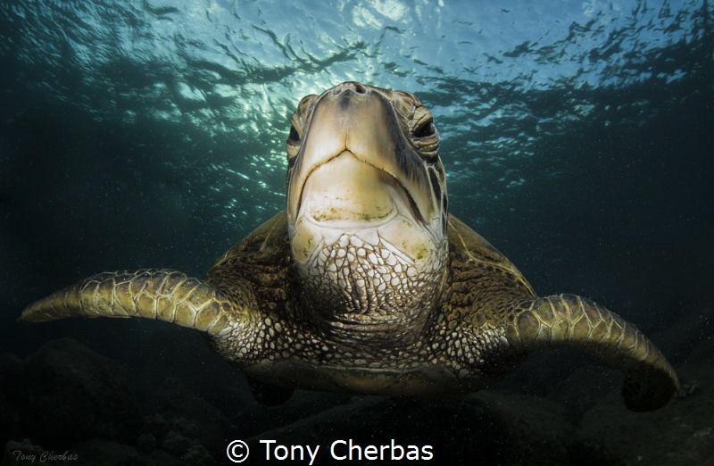 Honu Portrait by Tony Cherbas 