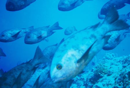 Seabream. Ulong Channel by Morgan Ashton 